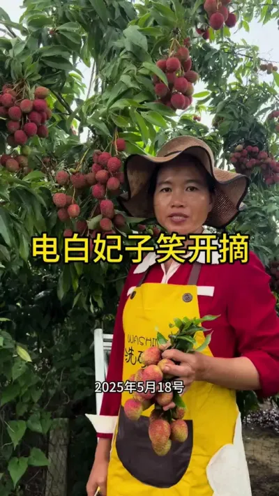 电白妃子笑今天开摘啦（2025年5月18日）#妃子笑荔枝 #新农人计划2025 #dou来广东百千万 #青dou计划
