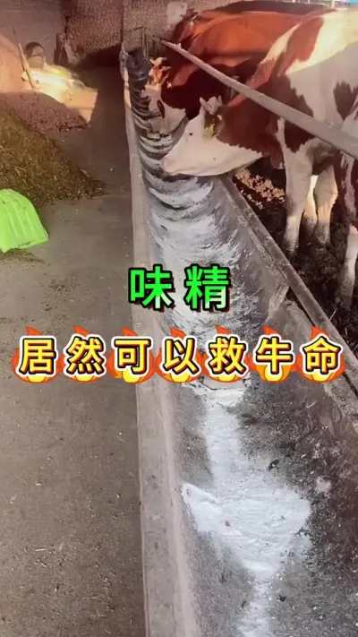 味精居然可以救牛命#养牛人#三农#养牛#养殖