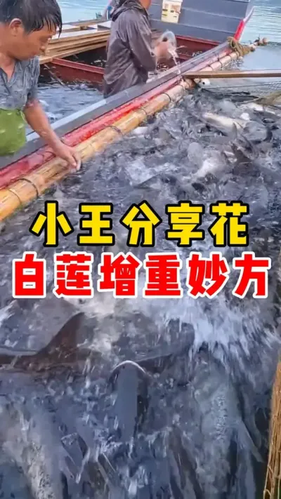 小王分享花白莲增重妙方#水产养殖 #养鱼 #花白鲢养殖 #高密度养殖 #四大家鱼养殖  @抖加🔥上热门🔥dou+🔥热点宝  @DOU+小助手 