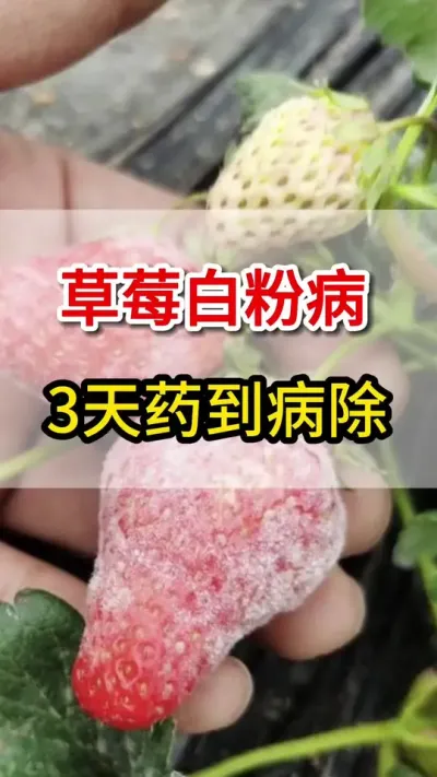 草莓白粉病，这个配方帮您搞定，快速脱粉不再来#抖音助农 #三农 #白粉病