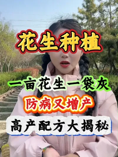 花生科学管理 一亩玉米一袋灰，花生多到无处堆#花生种植  #花生管理   #花生高产 #花生底肥 #服务三农支持三农