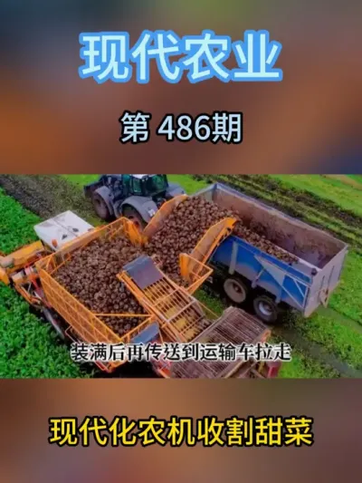 现代化收割甜菜 #现代农业机械 #三农 #农业 #种植技术 #助农