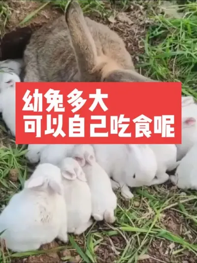 幼兔多大可以自己吃食呢？ #三农#养殖#兔子#养兔#养兔人