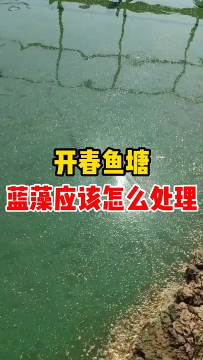 开春鱼塘蓝藻应该怎么处理 #养鱼 #水产养殖 #养鱼人 #水族 #养殖基地
