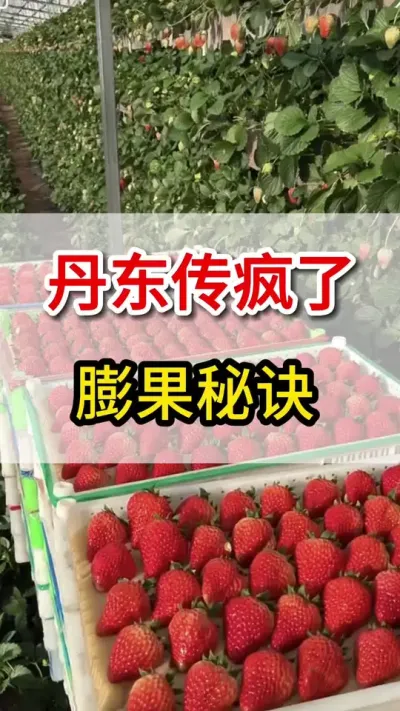 草莓想要快速膨大上色增甜，这一瓶莓老大搞定#膨果#草莓膨大#三农