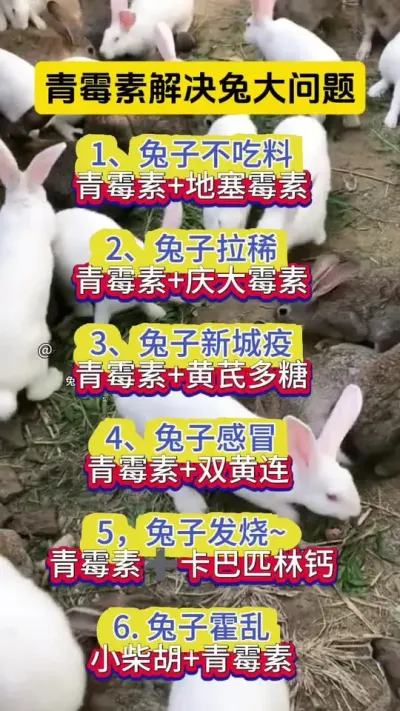 青霉素解决养兔大问题#兔子 #养兔人 #肉兔养殖 #兔子养殖