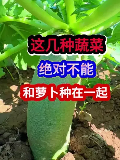 这几种蔬菜绝对不能和萝卜种在一起 #萝卜种植 #蔬菜种植 #种植小技巧 #三农 #分享农业知识帮农民增产增收