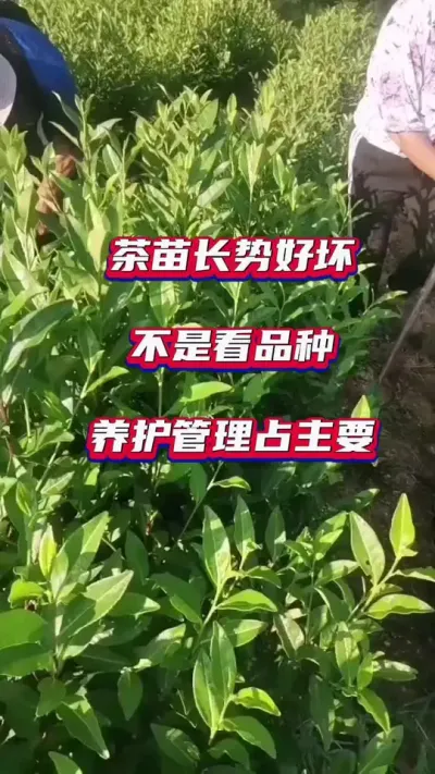 #茶苗种植基地 #茶树种植环境与质量控制 #茶树种植技术与管理