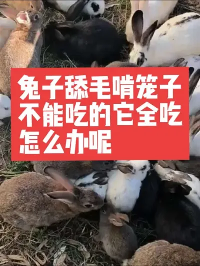 兔子舔毛，啃笼子，不能吃的它全吃，应该怎么办呢？ #兔子#养兔#三农#养殖#养兔人