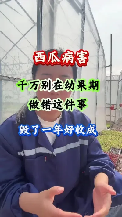 西瓜种植 西瓜千万别在幼果期做错这件事 #西瓜种植 #西瓜管理 #西瓜高产 #病害防治