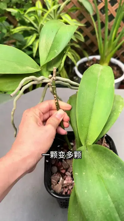 蝴蝶兰学会这样修剪，还能再次复花#花卉绿植 #蝴蝶兰 #种植小技巧
