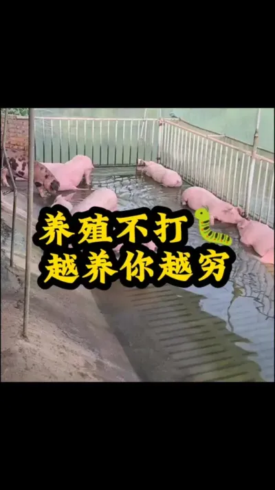 #猪喂什么饲料长得最快 #养猪人加油干 #养猪人不容易 #自繁自养母猪 #自繁自养