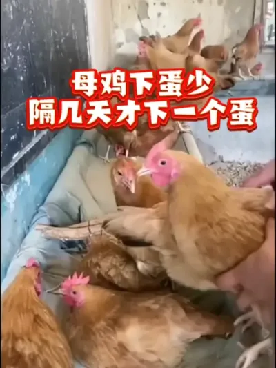 母鸡不下蛋下蛋少，隔几天才下一个蛋，#母鸡下蛋 #蛋鸡养殖#科学养鸡 #养鸡技术 #养鸡知识