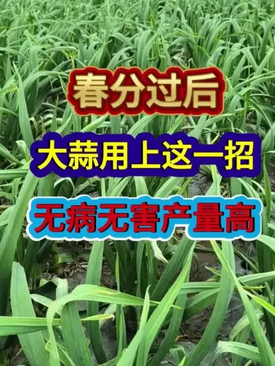 春分过后大蒜用上这一招无病无害产量高 #大蒜种植 #大蒜种植技术 #大蒜高产 #农业种植 #分享农业知识帮农民增产增收