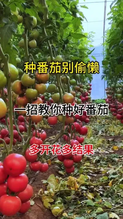 如果您的作物开花少产量低，落花落果，一招搞定#促花保果 #促花芽分化 #果树保花保果专用药 #番茄种植
