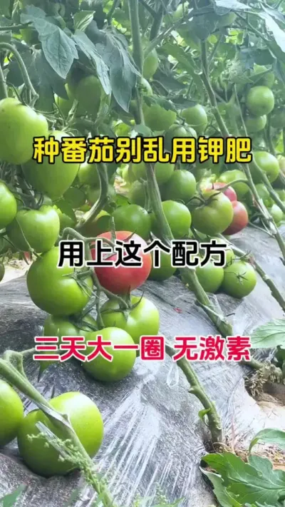 番茄膨大别再乱用钾肥了，用它三天大一圈，七天重一倍，无激素安全，果树，瓜果蔬菜都适应#膨果 #番茄种植 #农业种植