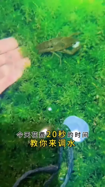 今天花费20秒的时间来教你如何去调水。#大闸蟹养殖 #河蟹养殖 #螃蟹养殖 #鱼虾蟹养殖 #三农 @DOU+小助手