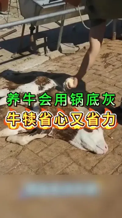 养牛会用锅底灰牛犊省心又省力#养牛人#三农#养牛#养殖
