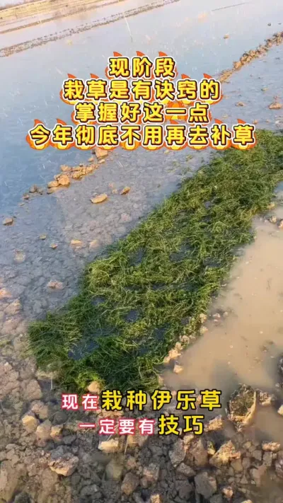 现阶段载草是有诀窍的。#大闸蟹养殖 #河蟹养殖 #鱼虾蟹养殖 #螃蟹养殖 #三农 @DOU+小助手