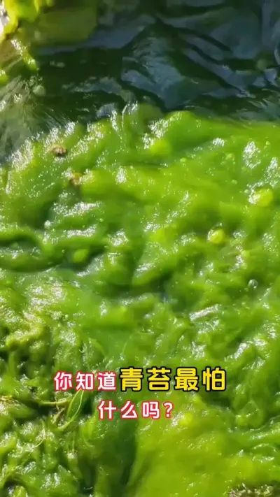 你知道青苔最怕的是什么吗？#大闸蟹养殖 #螃蟹养殖 #河蟹养殖 #鱼虾蟹养殖 #三农 @DOU+小助手