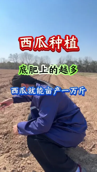 西瓜底肥上的越多西瓜就能亩产一万斤#西瓜种植#西瓜管理#西瓜高产#种西瓜#露天西瓜