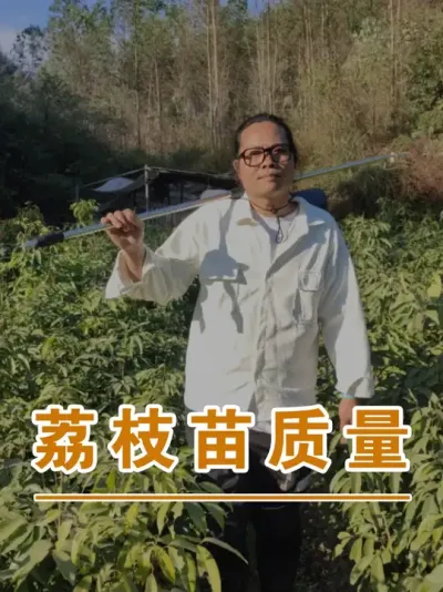 还是要盯着工人干活才行#广西灵山荔枝果苗#农业创业#抖音新农人计划2025#吕老师种果苗