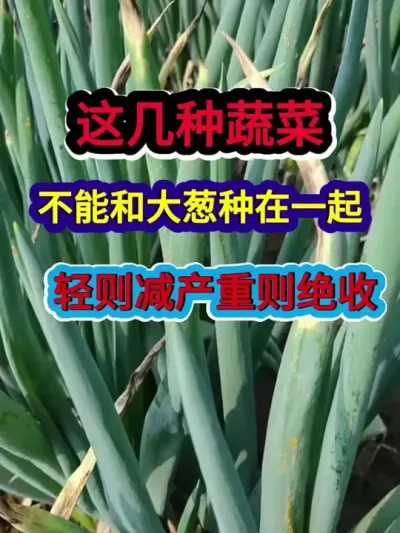 这几种蔬菜不能和大葱种在一起轻则减产重则绝收 #大葱种植 #农业种植 #种植小技巧 #三农 #分享农业知识帮农民增产增收
