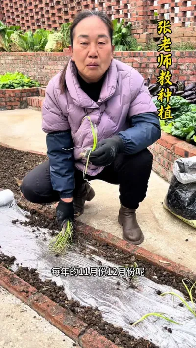 洋葱苗如何铺地膜种植#每天分享蔬菜种植技巧 #紫皮洋葱 #洋葱种植全过程 #关注我每天分享种植知识