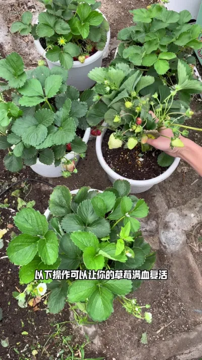 草莓老苗育苗 送给热爱草莓的朋友，老苗复壮,度夏繁殖的小建议,希望对你有帮助。#记录我的种植生活 #盆栽草莓 #田园生活 #阳台种植 #绿色生态农业