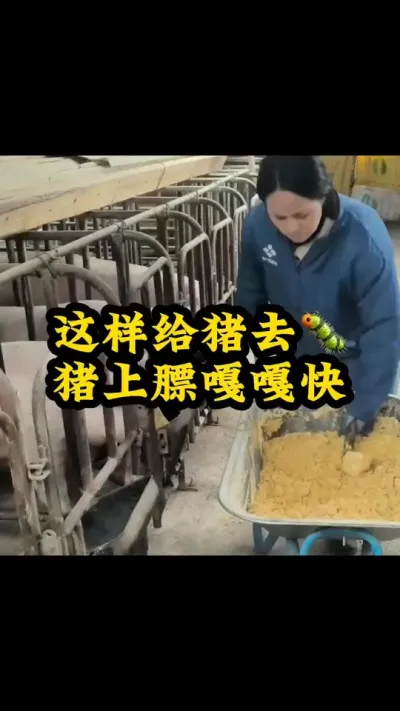 #所有养猪人 #猪喂什么饲料长得最快 #每天分享实战养猪经验 #每天分享养殖技术和经验 #服务三农支持三农