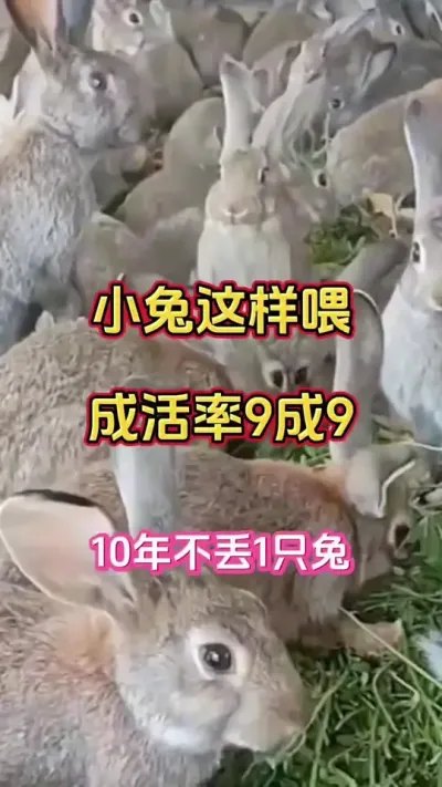 幼兔不是喂水喂料那么简单，这样喂，全程不死一只兔#兔子 #养兔人 #科学养兔 #散养兔 #肉兔养殖