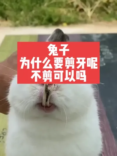 兔子为什么要剪牙呢？不剪可以吗？ #兔子#养殖#三农#养兔子