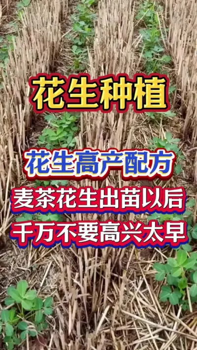麦茬花生种植高产管理技术#花生 #花生种植 #花生高产 #花生种植管理技术 #花生管理