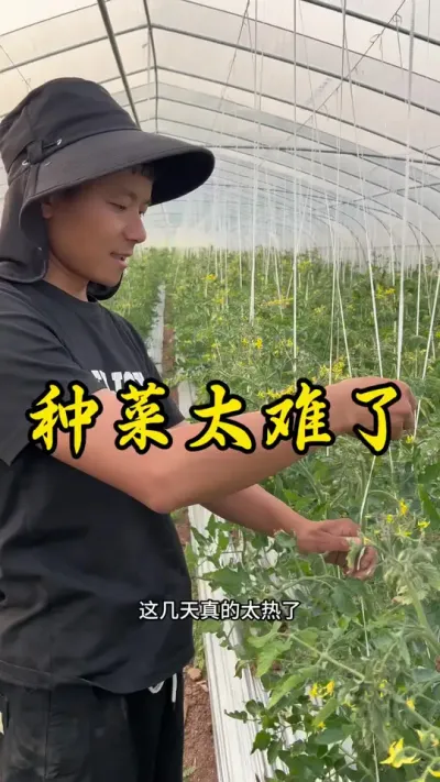 种地全靠天气，但现在的气候变化太快了，种菜也太难了！#返乡创业新农人 #记录我的种植生活