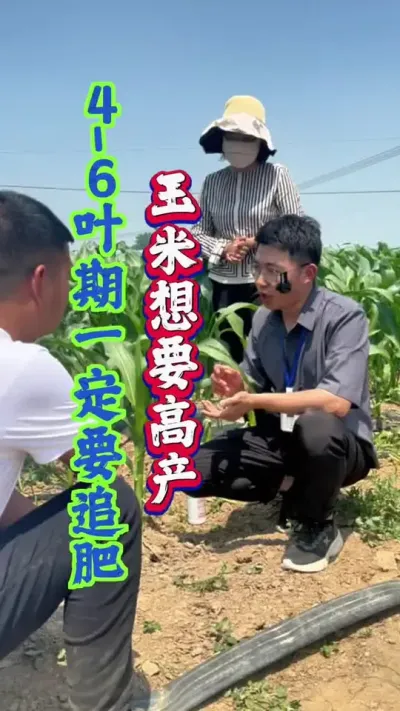 玉米想要高产，出苗15天后千万做好这件事！#玉米种植 #玉米高产 #玉米种植管理技术 #玉米施肥 #增产增收