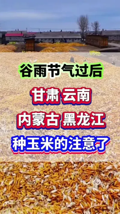谷雨节气过后，甘肃，云南，内蒙古，黑龙江，种玉米的老乡千万注意了！ #玉米种植 #玉米高产 #玉米种植管理技术 #玉米施肥