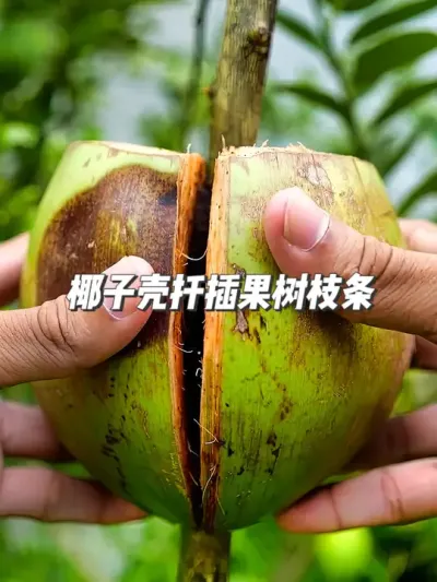 颠覆传统！椰子壳让果树枝条生根时间大幅缩短 #种植小技巧 #园艺小妙招 #我的三农生活 ##抖音知识年终大赏