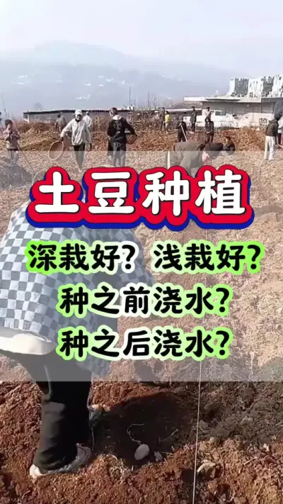 种土豆是深栽好，还是浅栽好。#土豆种植 #洋芋 #马铃薯 #土豆高产种植 #种土豆