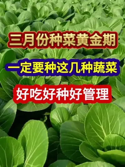 三月份种菜黄金期一定要种这几种蔬菜好吃好种好管理 #蔬菜种植 #农业种植 #三农种植 #种植小技巧 #分享农业知识帮农民增产增收