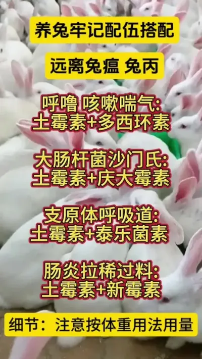 养兔牢记这样搭配，学会远离兔丙兔瘟#养兔人 #科学养兔 #肉兔 #兔子 #散养兔