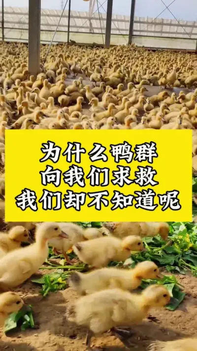 为什么鸭群向我们求救#养鸭人 #禽病技术指导 #肉鸭养殖 #番鸭 #养鸭