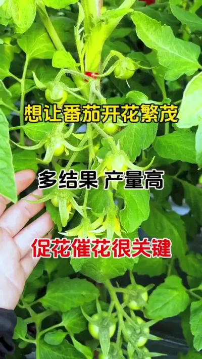 想高产番茄多开花，多结果产量高，其实一点都不难，15秒告诉你，快速催花技巧#促花保果 #促花芽分化 #西红柿种植 #农业种植