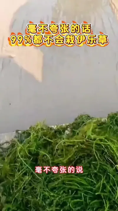 毫不夸张的讲，99%的人都不会在伊乐草#河蟹养殖 #螃蟹养殖 #大闸蟹养殖 #鱼虾蟹养殖 #三农 @DOU+小助手