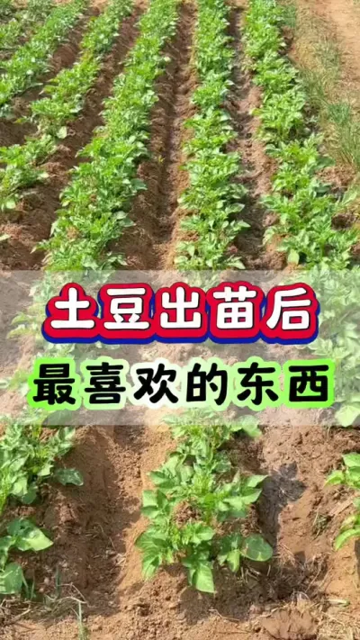 土豆出苗后，最喜欢的一样东西#土豆高产种植 #马铃薯种植 #马铃薯 #洋芋 #土豆