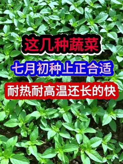 这几种蔬菜七月初种上正合适耐热耐高温还长的快 #蔬菜种植 #农业种植 #种植小技巧 #三农 #分享农业知识帮农民增产增收