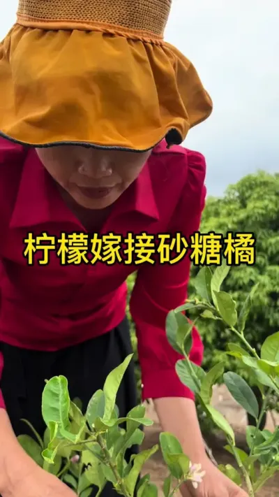 柠檬嫁接砂糖橘#嫁接技术 #2024新农人计划 #dou来广东百千万 #青dou计划