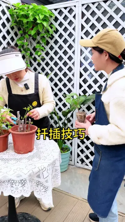 只要记住以下四点，在家里扦插也能成活#花卉绿植 #种植小技巧 #扦插
