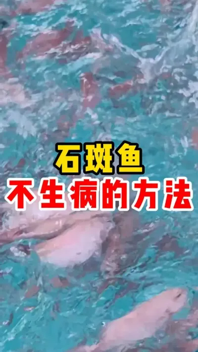 石斑鱼不生病的方法 #水产养殖 #石斑鱼 #养鱼 #高密度养殖 #东星斑 @抖加🔥上热门🔥dou+🔥热点宝