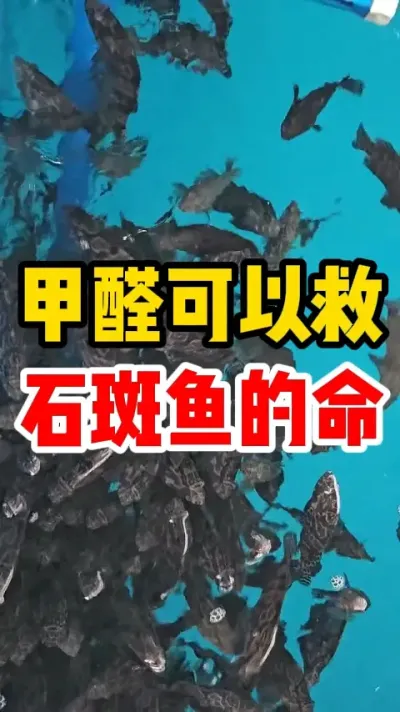 甲醛可以救石斑鱼的命 #水产养殖 #养鱼日记 #石斑鱼 #养鱼人 #水族