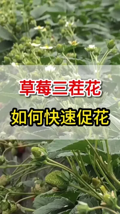 草莓二茬三茬花如何快速促花你知道么#三茬花#草莓种植